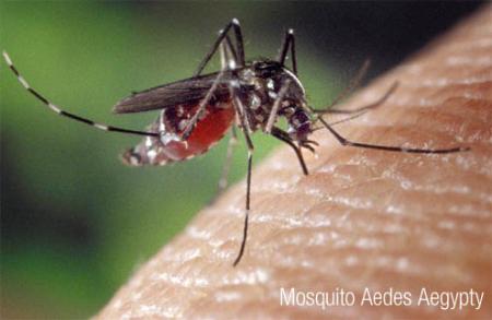 aedes.jpg